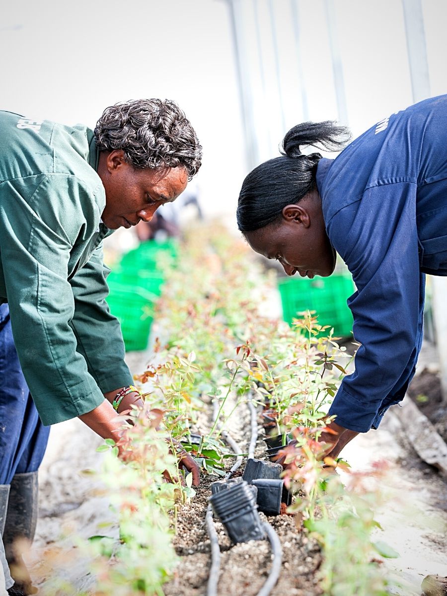 Two ladies working in a farm at Sian Flowers