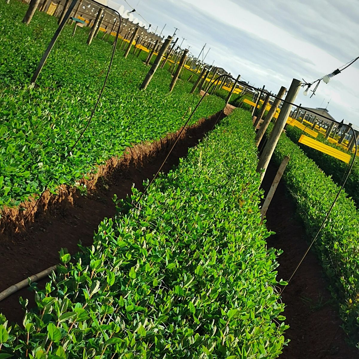 Flower Seedlings at Sian Flowers