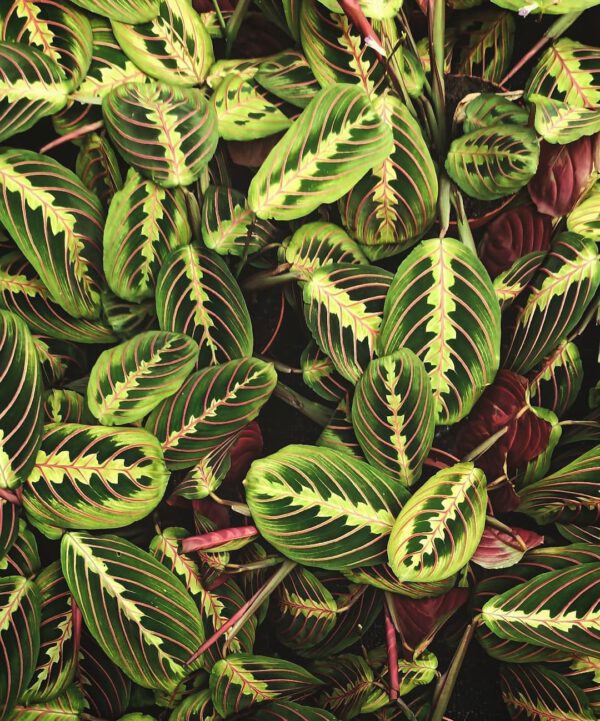 15 Rare Houseplants You Will Love Prayer Plant (Maranta leuconeura)