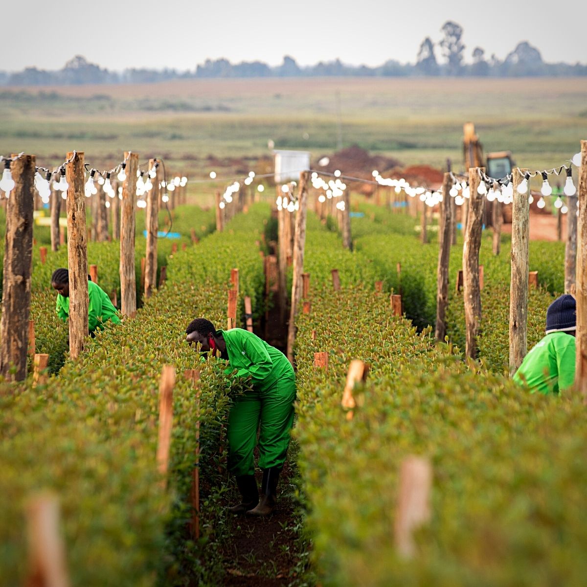 Flower employees at a Sian farm