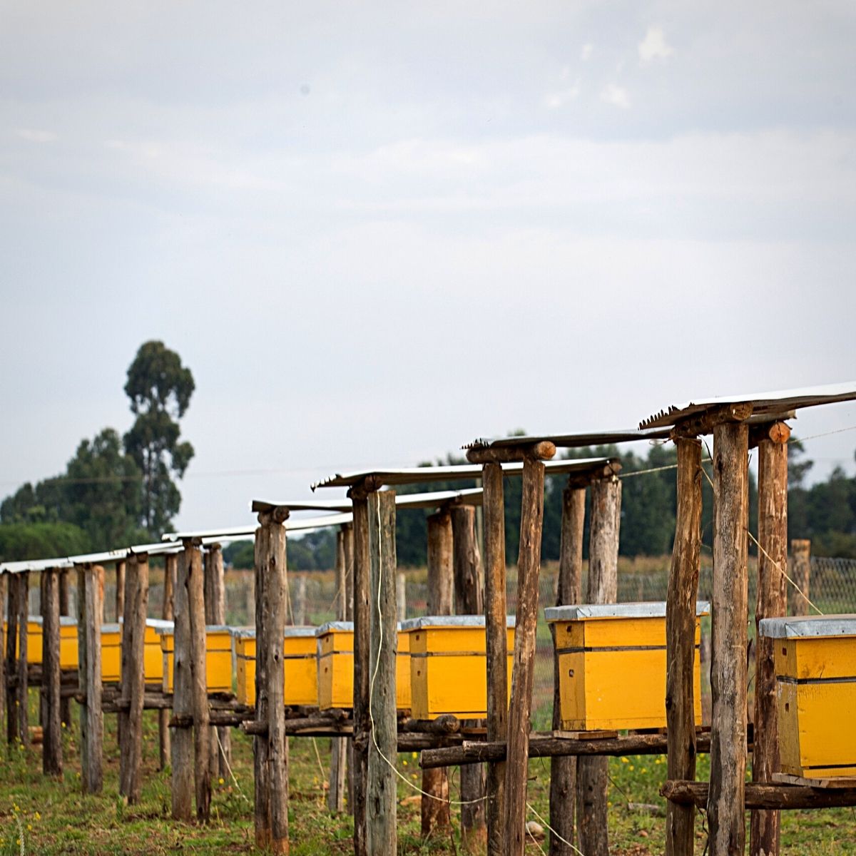 Hives for keeping bees at Sian Flowers