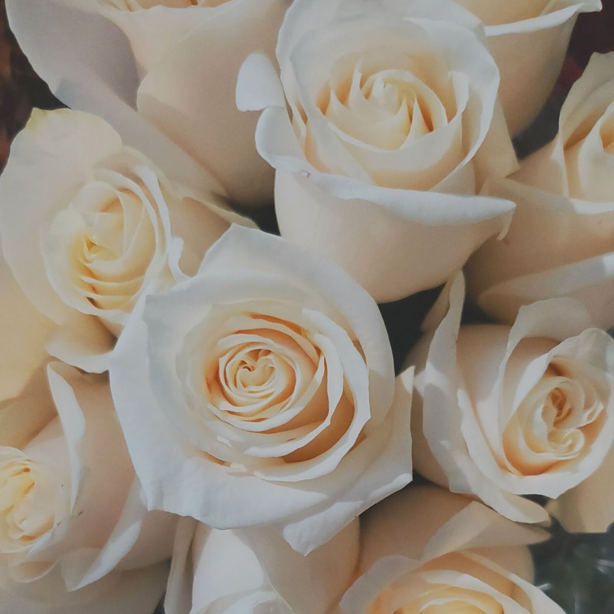 10-roses-for-mothers-day-featured