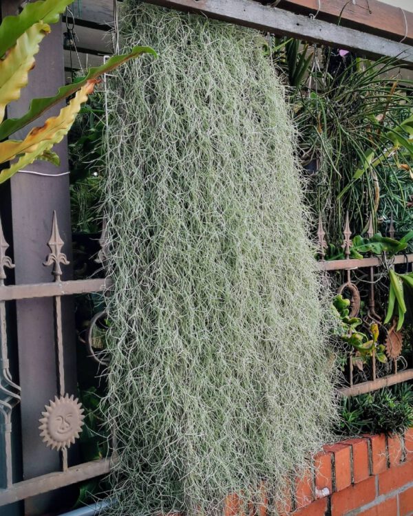 15 Rare Houseplants You Will Love Spanish Moss (Tillandsia usneoides)
