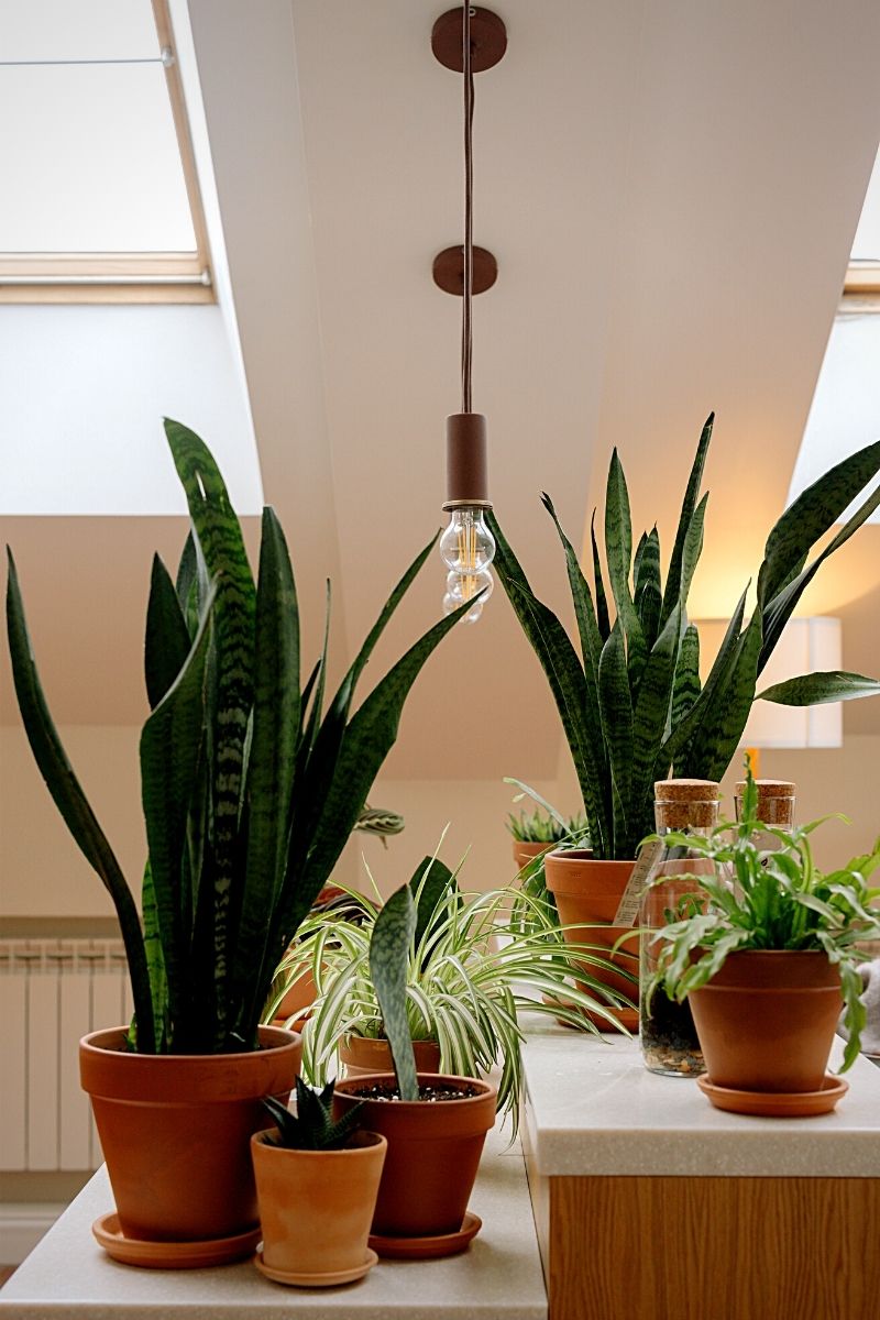 Potted snake plants decorations