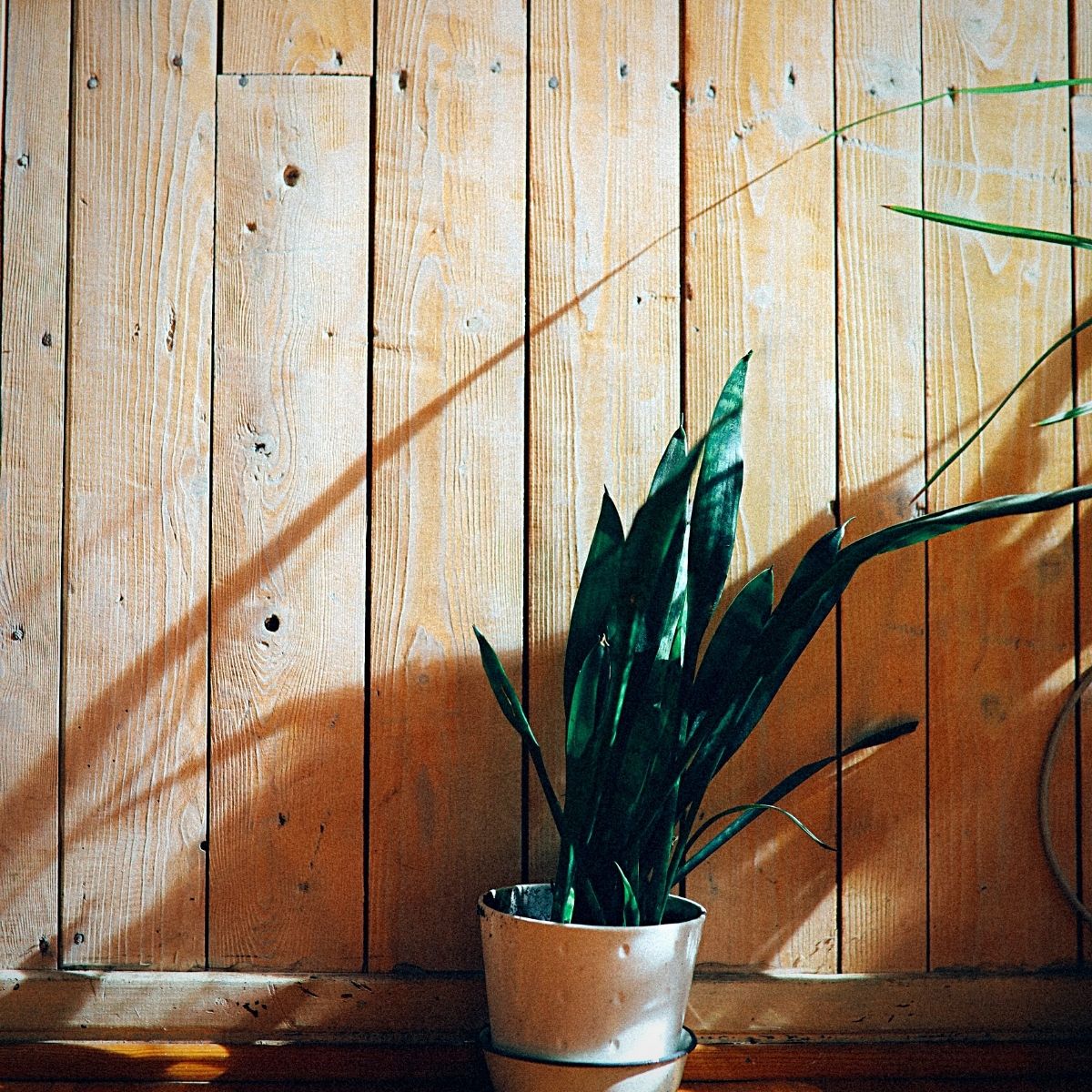 A Potted snake plant