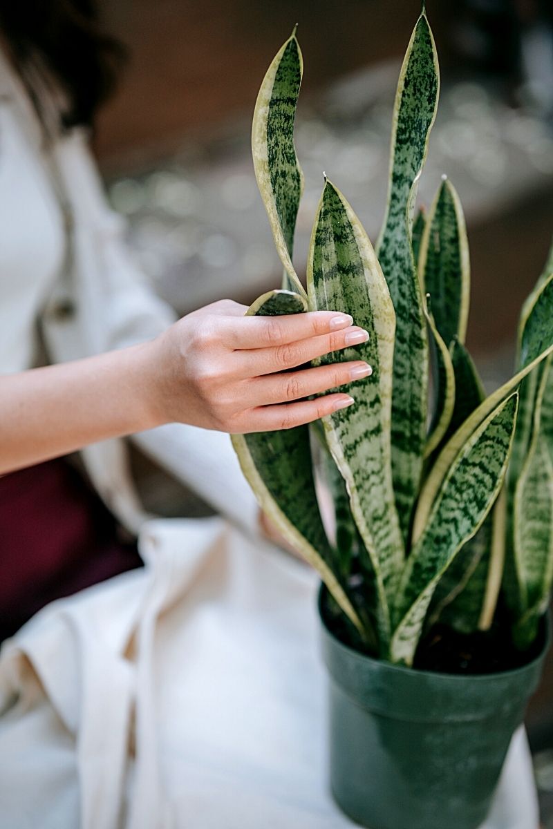 snake plant in green jar