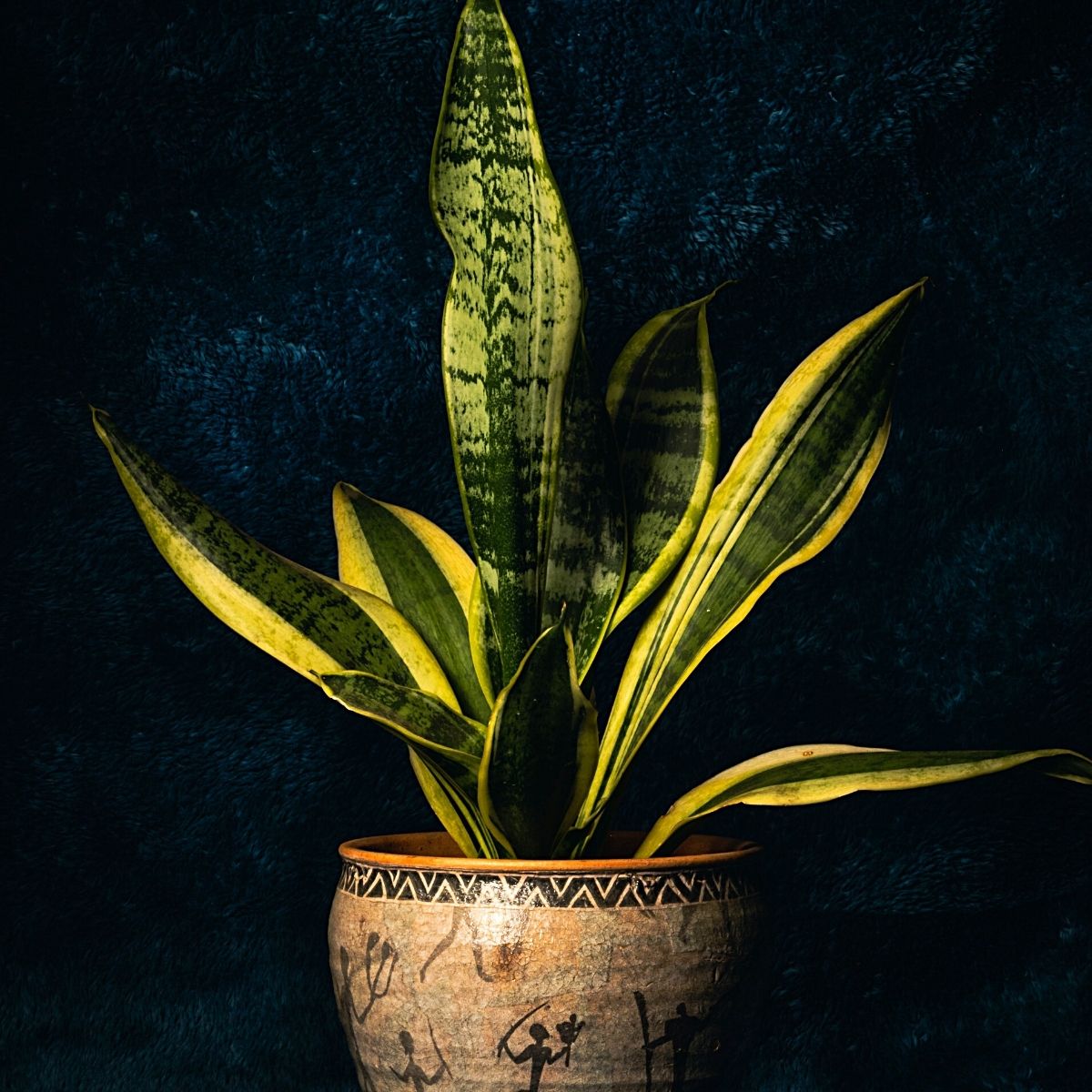 snake plants on dark background