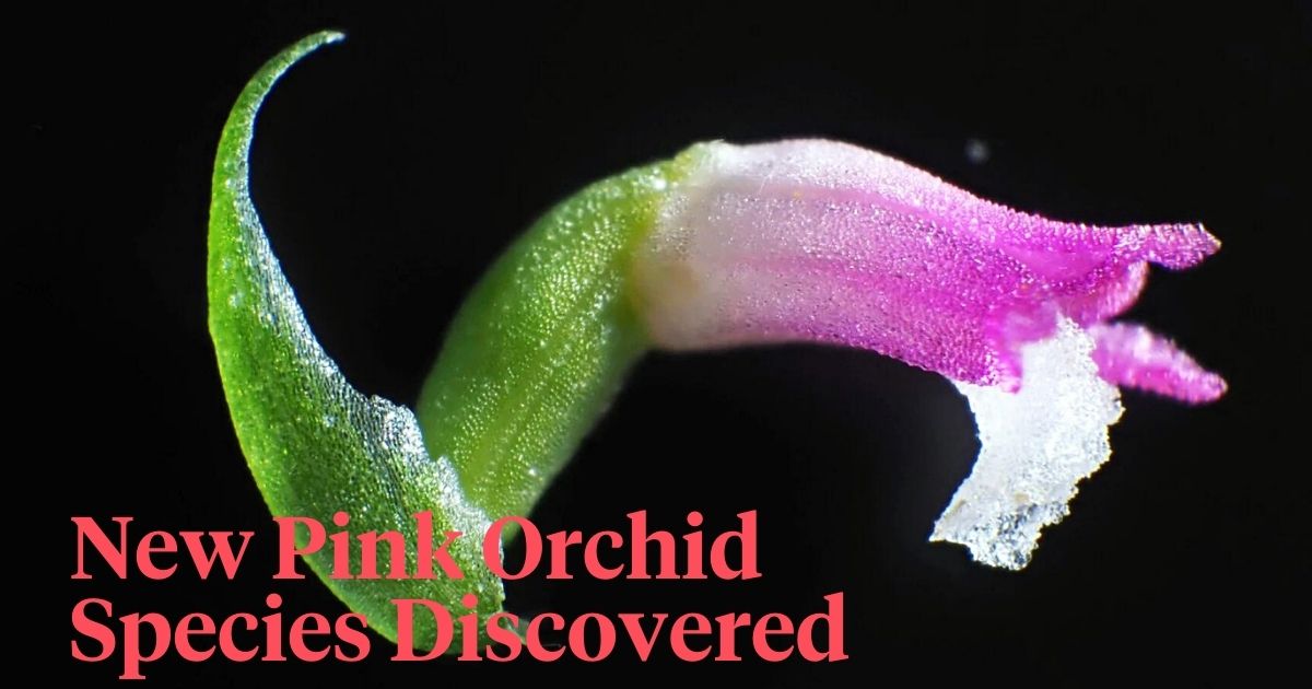 New pink orchid species discovered header