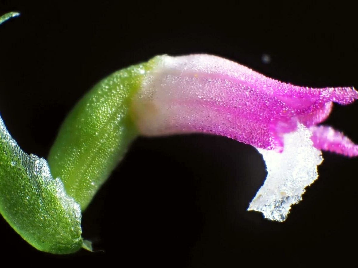 Newly discovered pink orchid species Spiranthes Hachijoensis