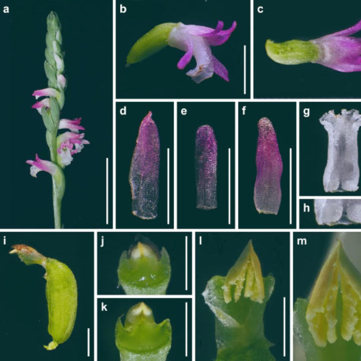 New orchid discovery in Japan