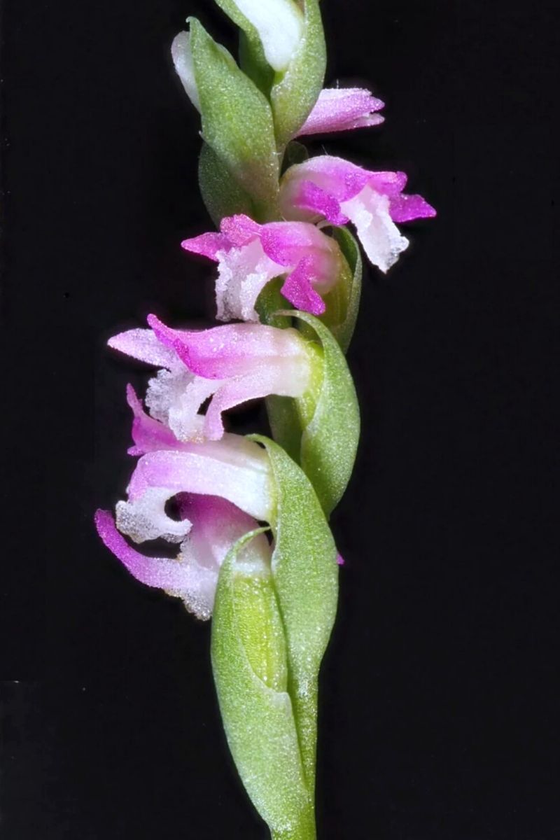 Spiranthes 2024