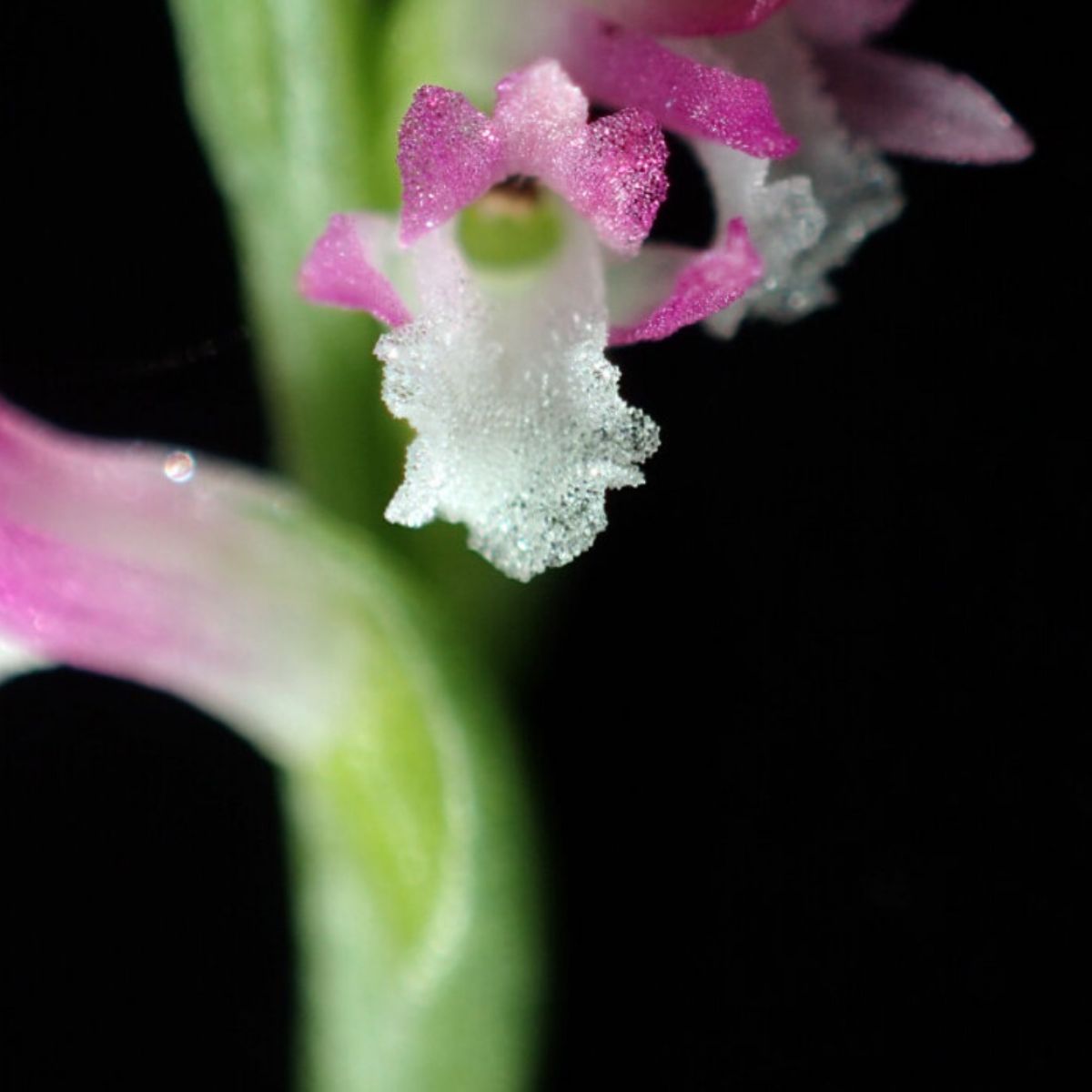 Front view of Spiranthes Hachijoensis