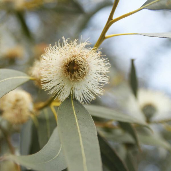 15 Rare Houseplants You Will Love Eucalyptus globulus