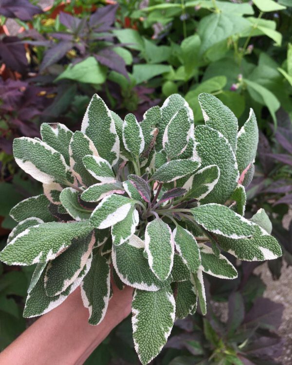 15 Rare Houseplants You Will Love Tri-color Sage (Salvia officinalis ‘Tricolor’)