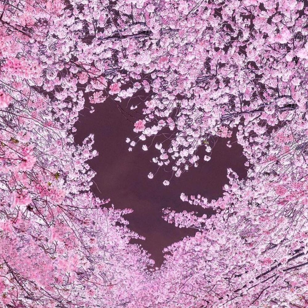 International Day of Pink Heart in Blossom