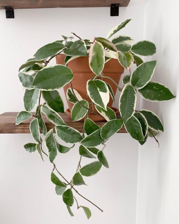 15 Rare Houseplants You Will Love Porcelain Flower (Hoya carnosa)
