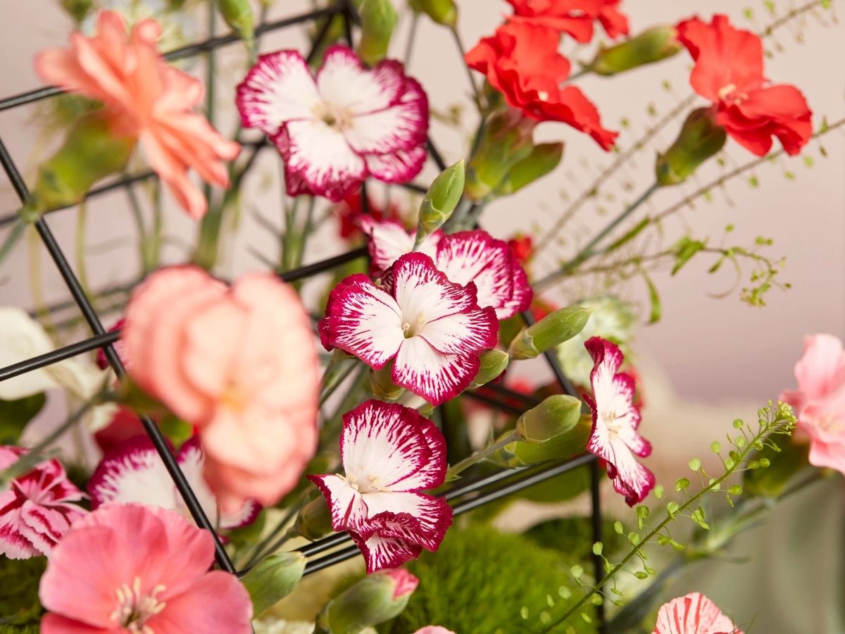 spray carnations Solandis