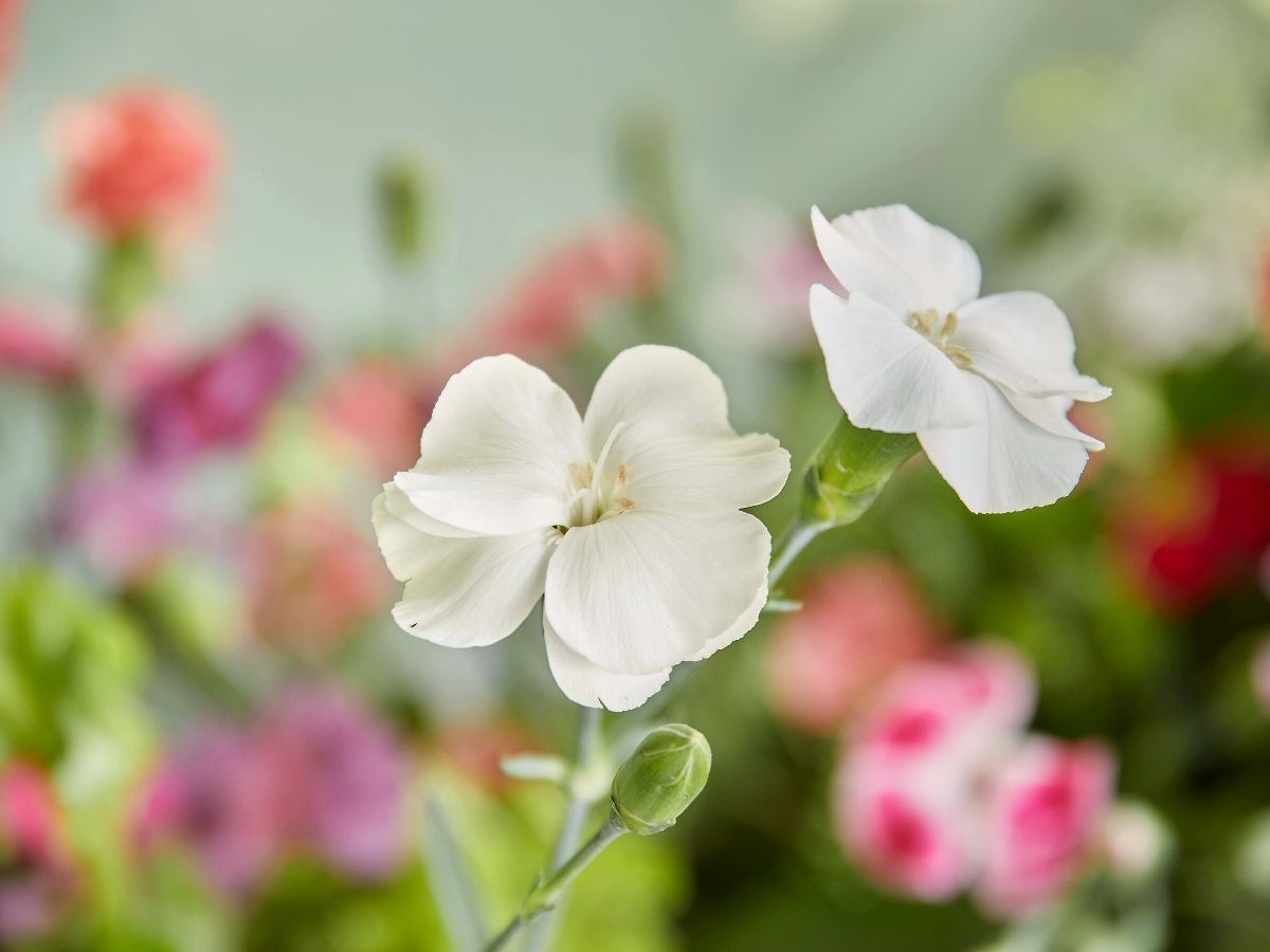 White spray carnation Solandis