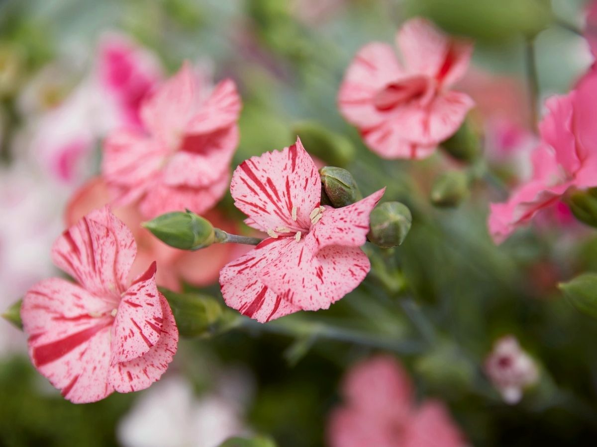 Bicolor Solandis spray carnations