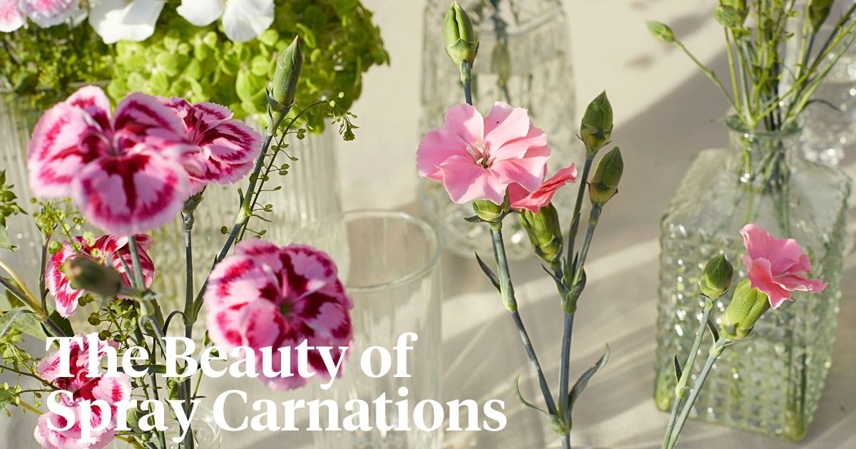 The beauty of spray carnations header