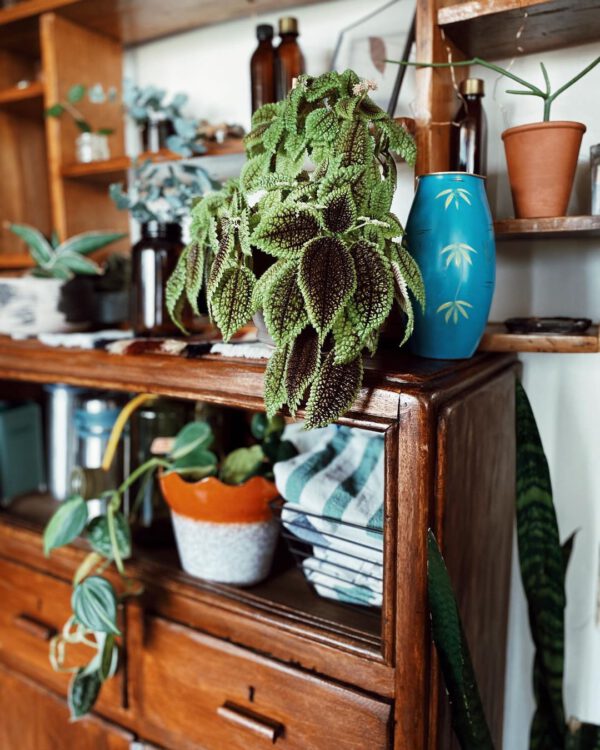 15 Rare Houseplants You Will Love Friendship Plant (Pilea involucrata)