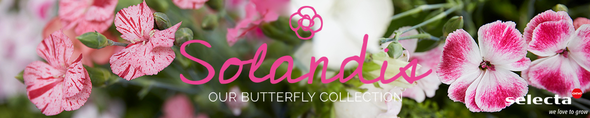 Banner Selecta Cut Flowers Solandis