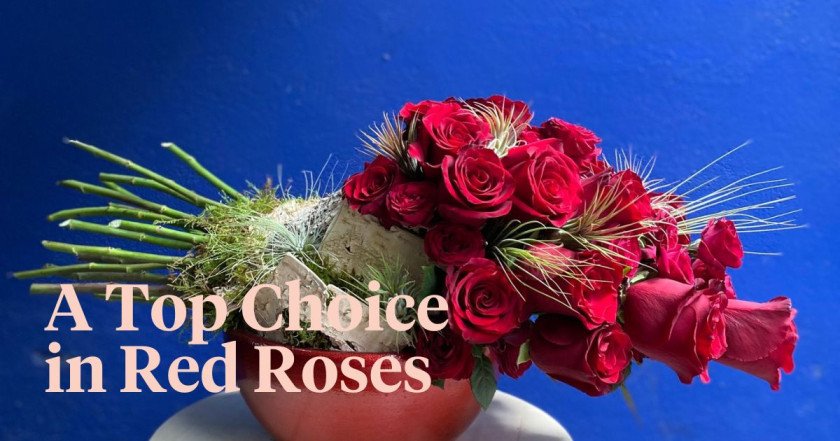 The Red Explorer Rose: This Rose Is a Top Choice