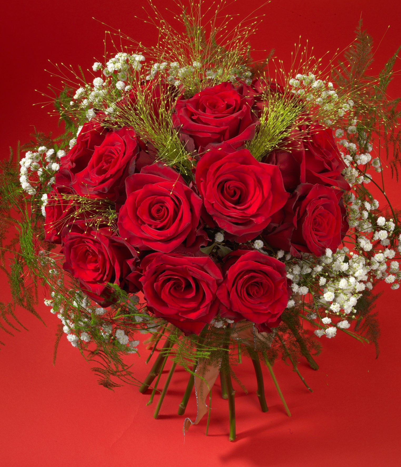 Red Rose Explorer with Gypsophila