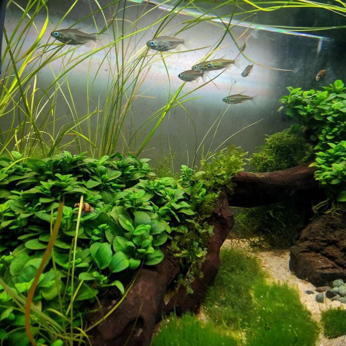 Aquarium plant anubia