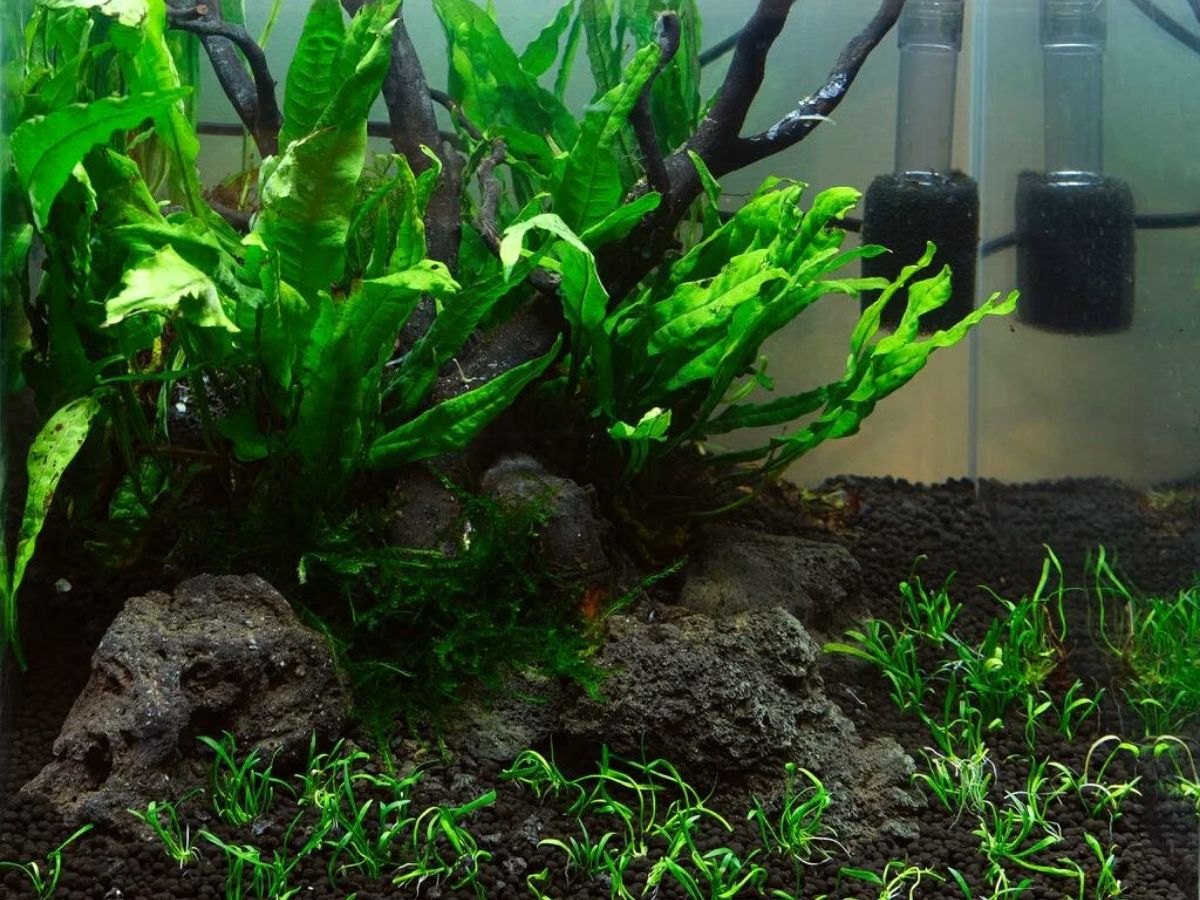 Java fern aquarium plant for beginners
