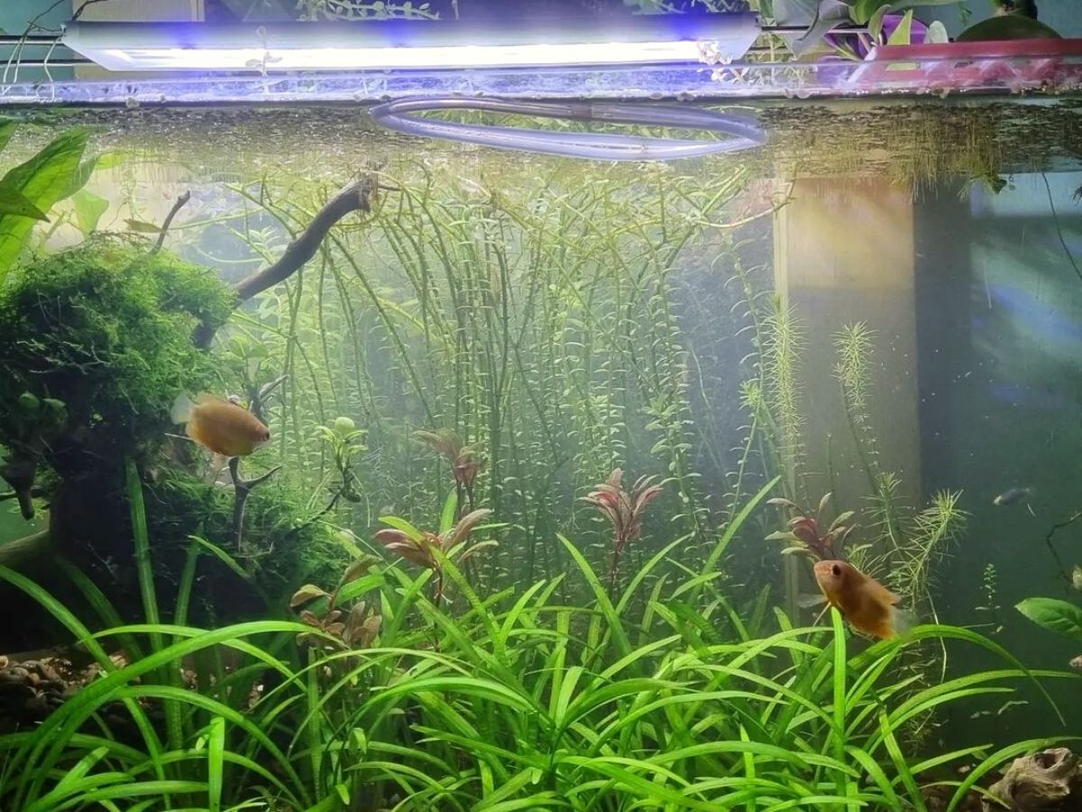 Aquarium plants for beginners dwarf sagittaria