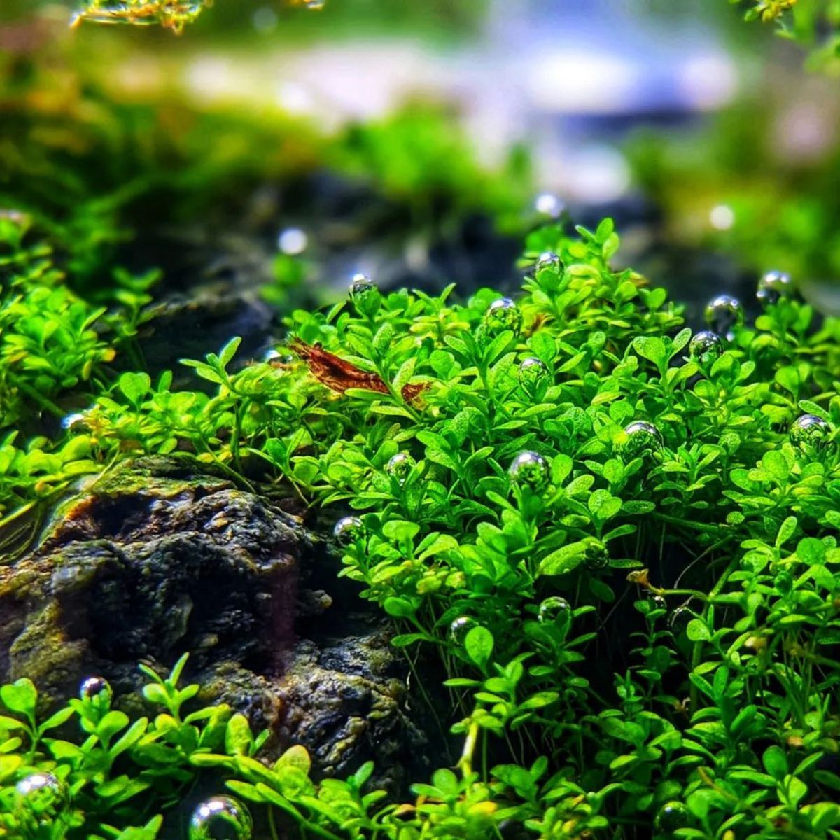 Dwarf baby tears aquarium plant Dwarf baby tears