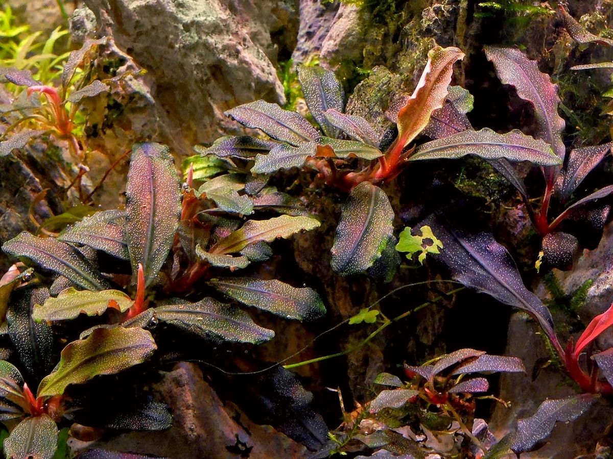 Bucephalandra adavanced aquarium plant Bucephalandra adavanced aquarium plant