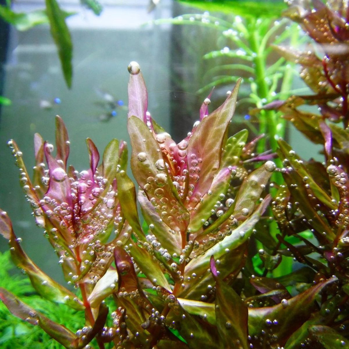 Rotala Macrandra aquarium plant