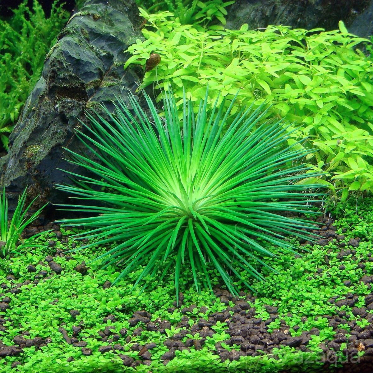 Eriocaulon green aquarium plant