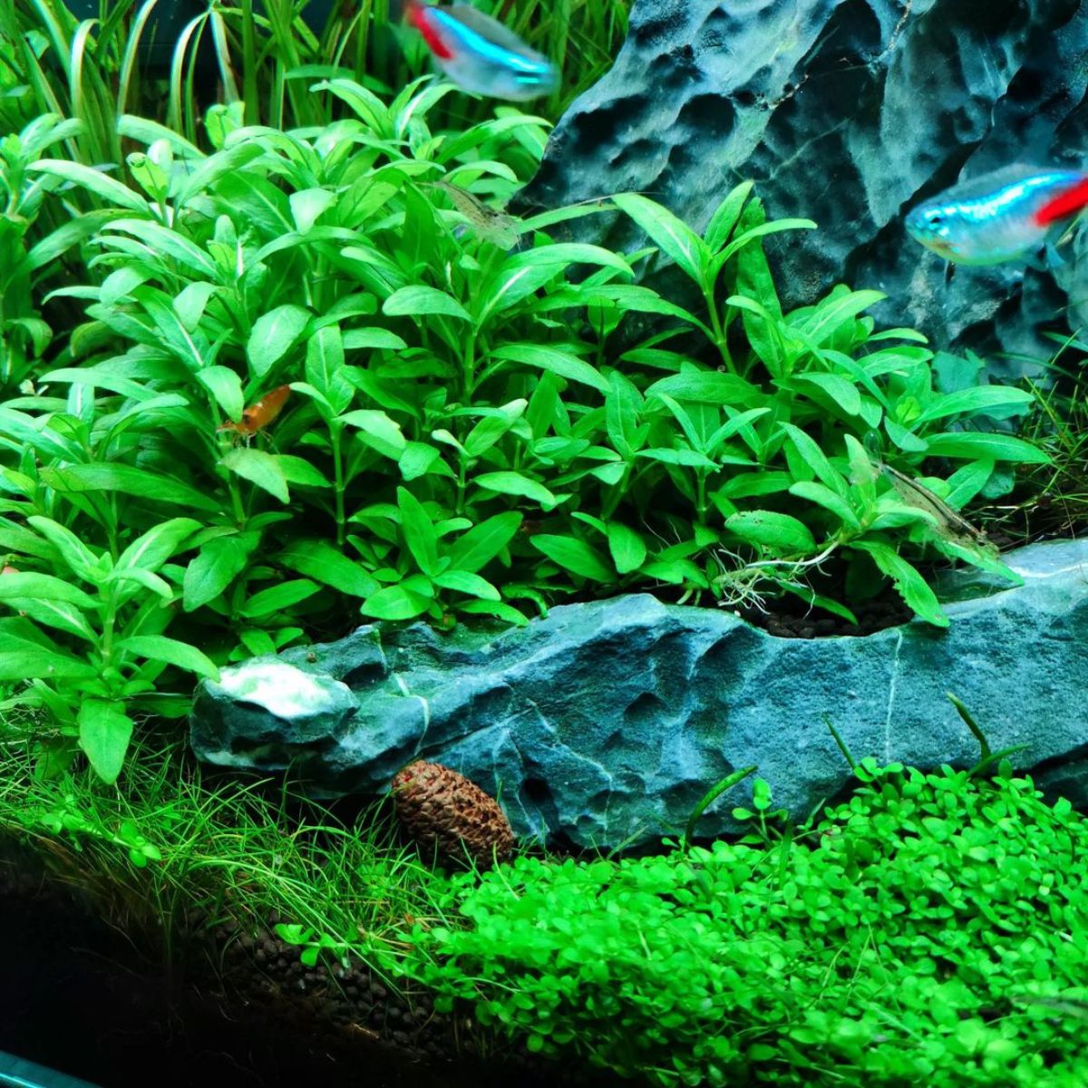 Staurogyne Repens in Aquarium Plants