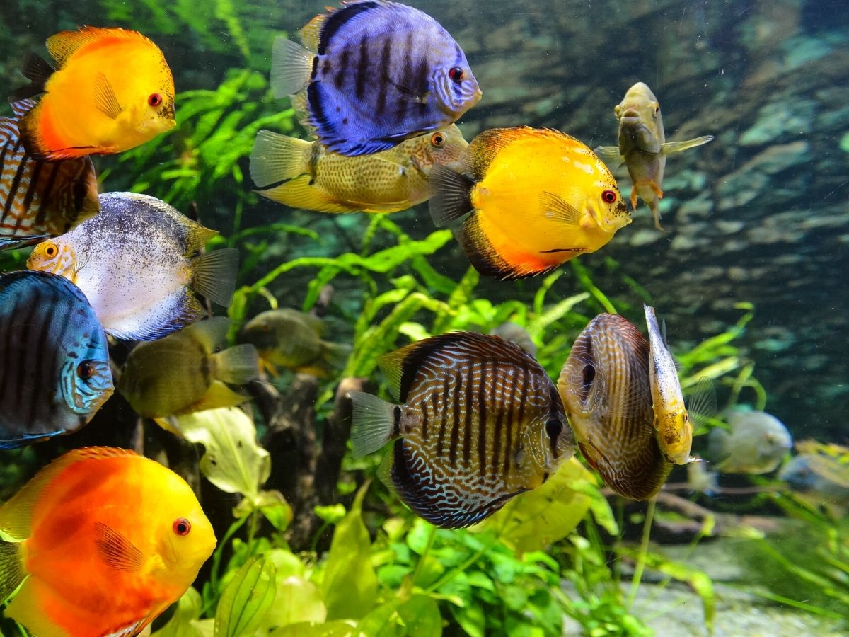 Importance of aquarium plants