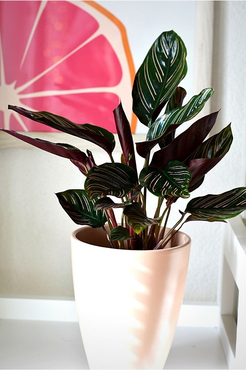 calathea makoyana in white pot