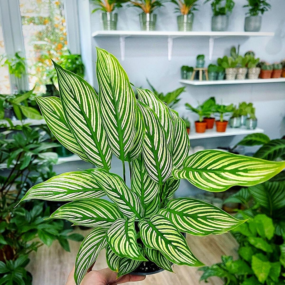 Calathea Vittata houseplant