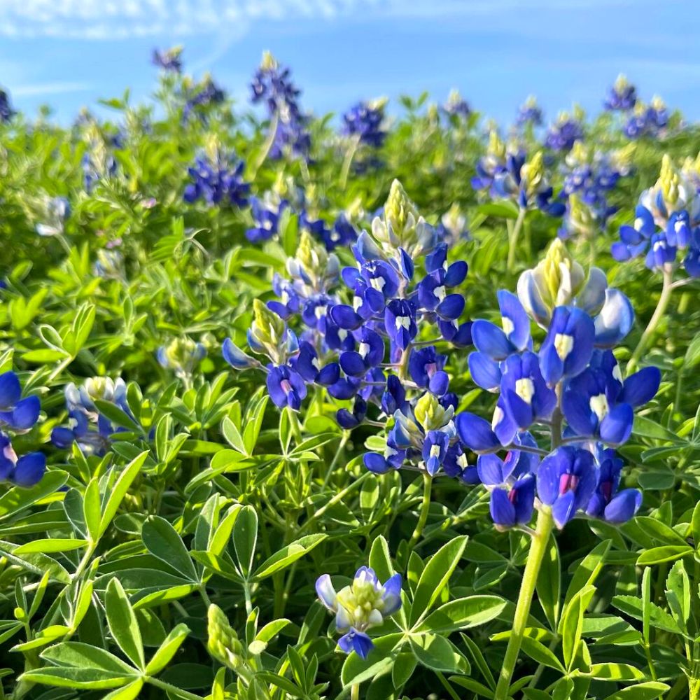 Texas State Flower Blue Bonnet