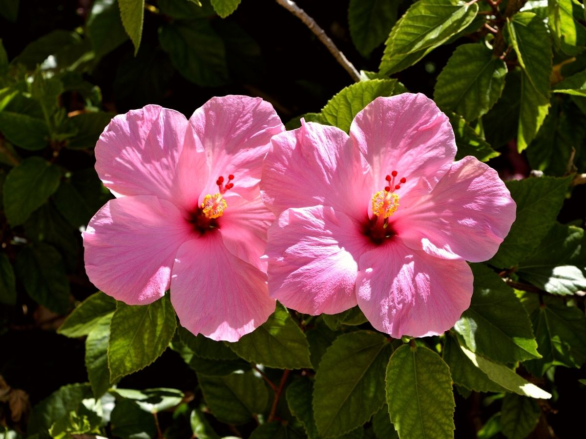 Hibiscus outdoor flowering tropical plant
