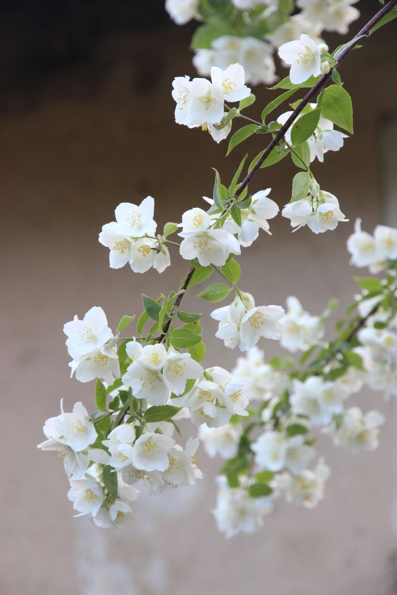 Flowering tropical plant jasmine white