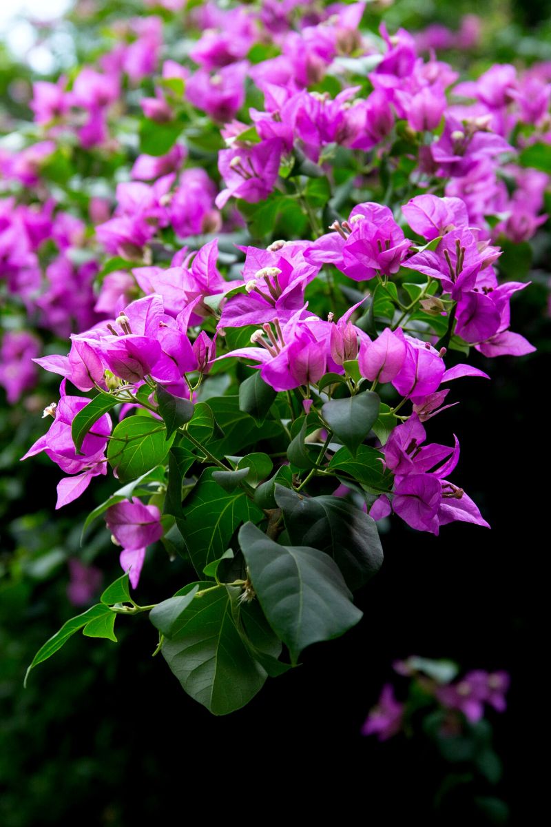 Bougainvillea flowering plant in garden