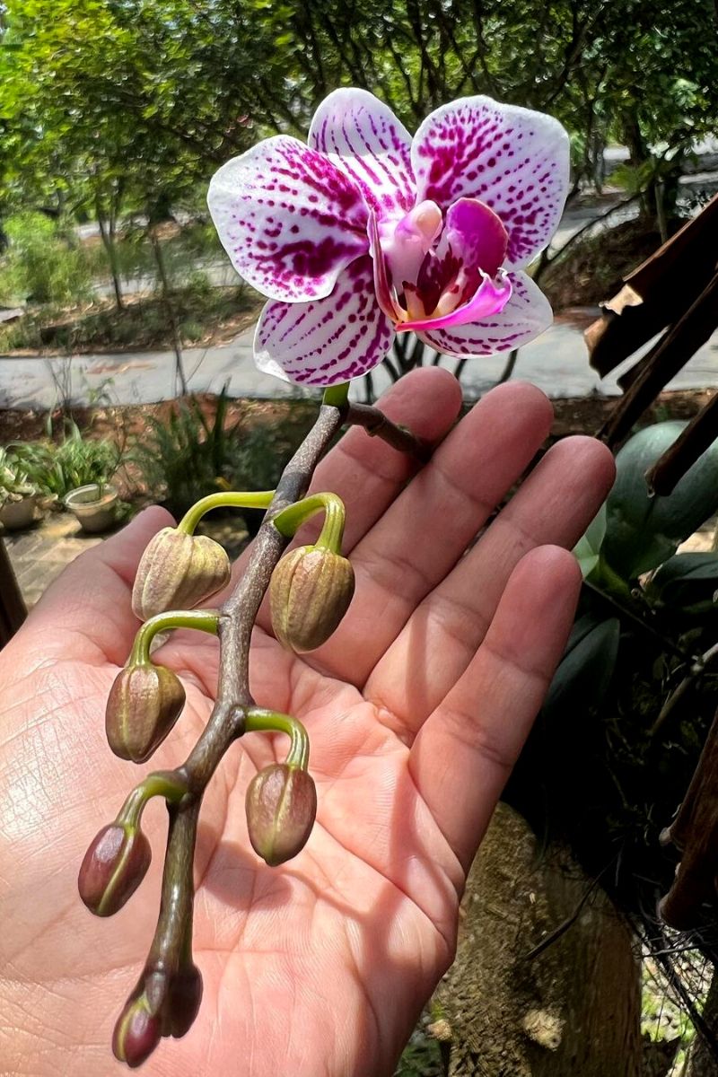 Tropical flowering plant phalaenopsis orchid