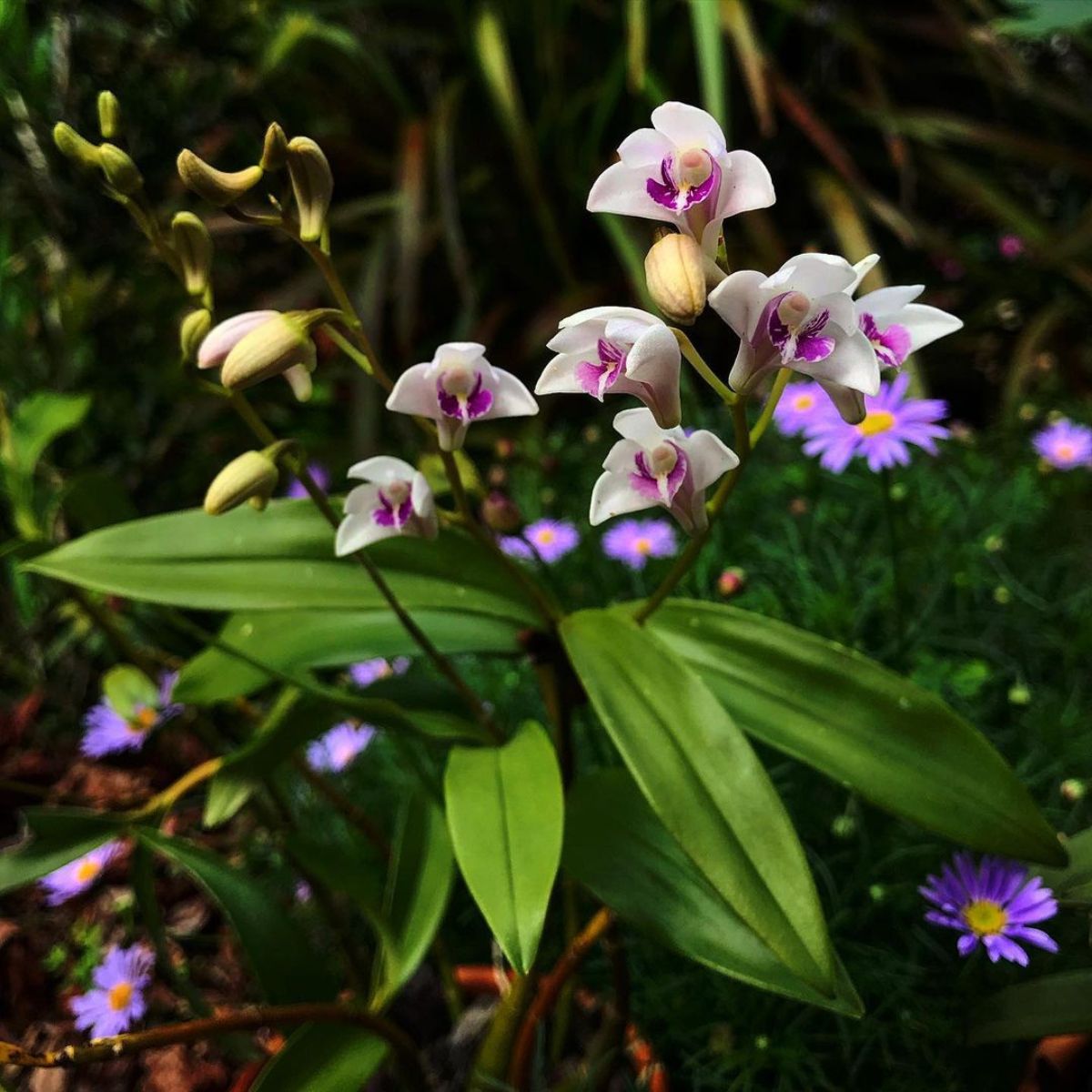 Dendrobium orchids are great for a tropical garden