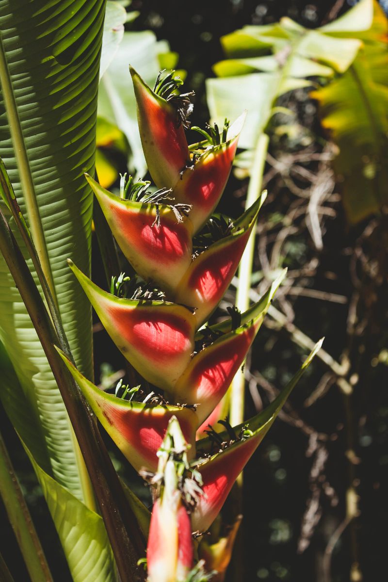 Heliconia is a beautiful flowering plant