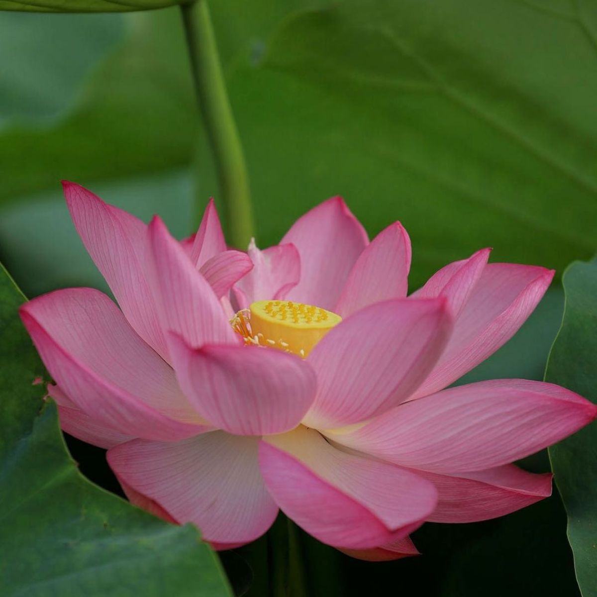 Pink Nelumbo Nucifera Lotus