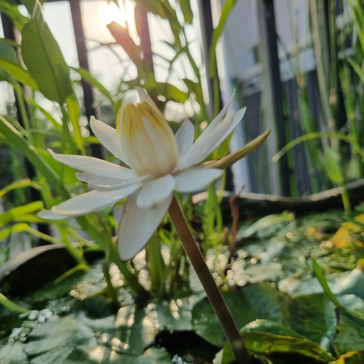 Nymphaea Lotus flowering in a tropical garden