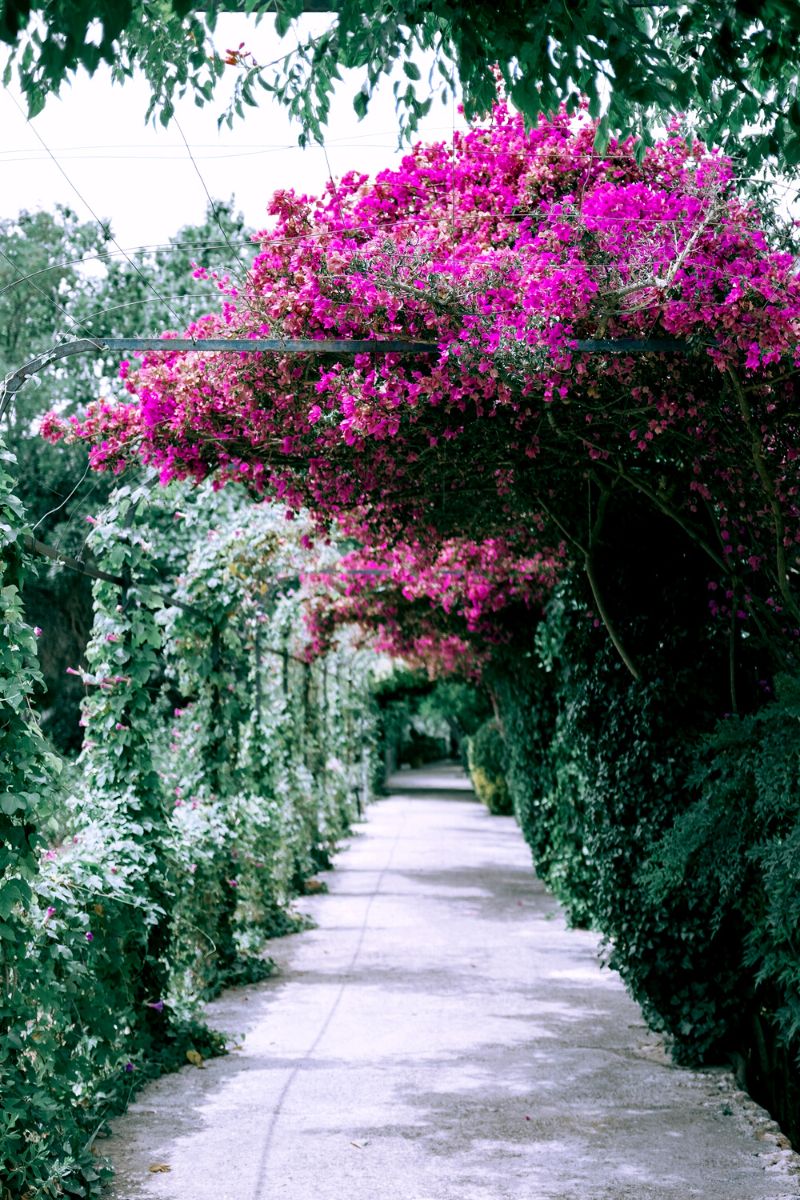 An incredible backyard full of Bougainvillea