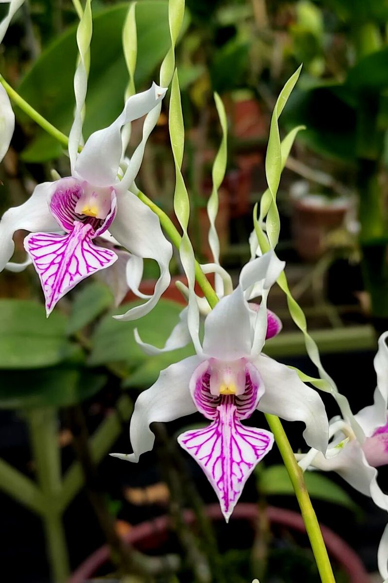 tropical plants and flowers